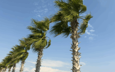 Bending, Not Breaking: The Art of Weathering Life’s Storms