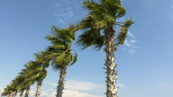 Bending, Not Breaking: The Art of Weathering Life’s Storms